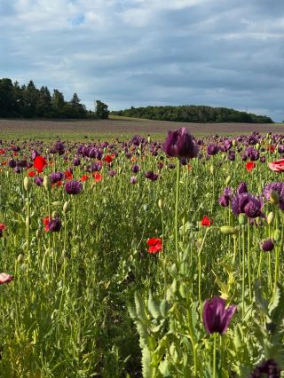 U nás je to jako v pohádce. Jedu si na kole a nestačím se divit. Hezký den mějte holky💚 #louka #vlcimak #radostzezivota...